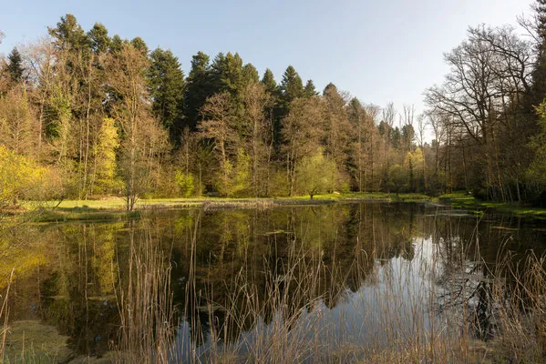Der Truebelbachweiher liegt still im Wald, die Bäume spiegeln sich im Wasser.